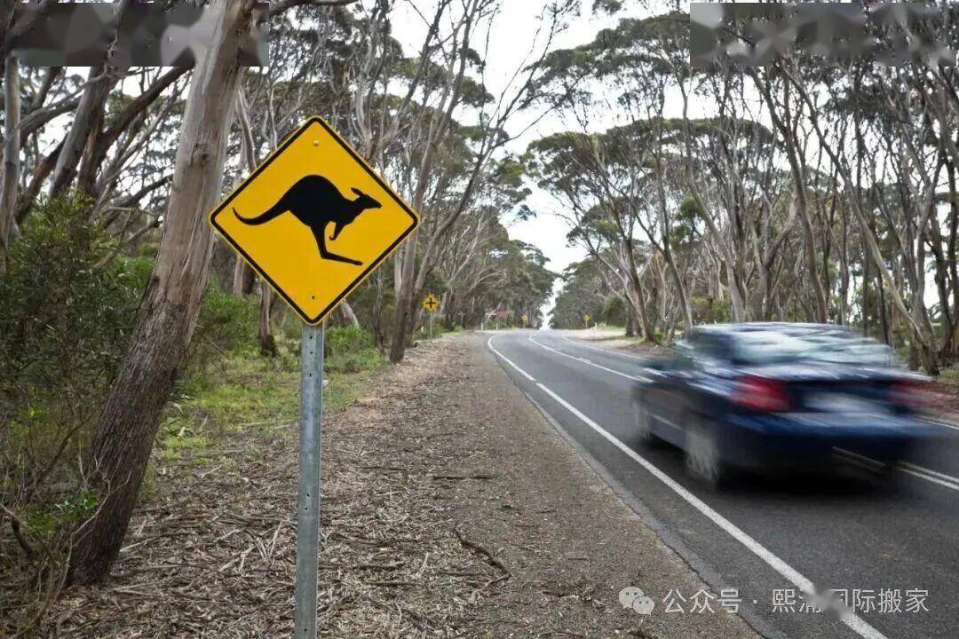 全澳华人注意！2026 澳洲驾照新规：免试换证失效这些人必须重新考试！